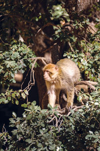 Close-up of monkey standing on tree