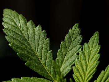 Close-up of leaves against black background