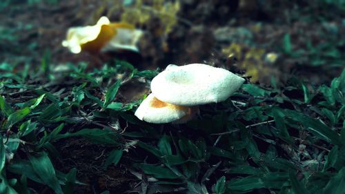 Close-up of mushroom growing on grassy field