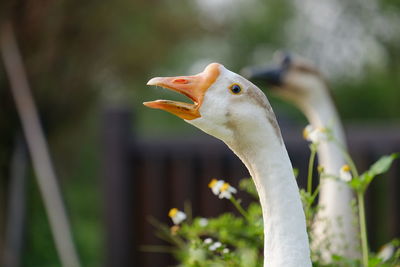 Close-up of geese
