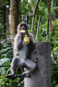 Monkey sitting on tree