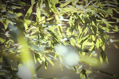 Close-up of fresh green plants on sunny day