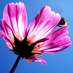 Close-up of pink flower