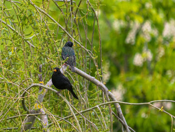 Two birds perching on a willow tree branch. blackbird, turdus merula, and starling, sturnus vulgaris