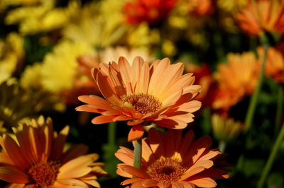 Close-up of white daisy flowers