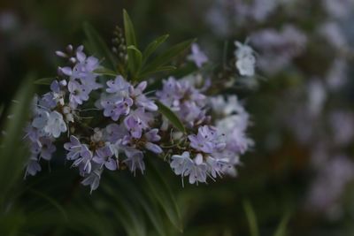 Close-up of purple flowering plant in park