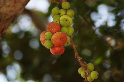 Close-up of berries growing on tree