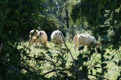 Animals feeding at forest