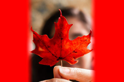 Close-up of hand holding maple leaves