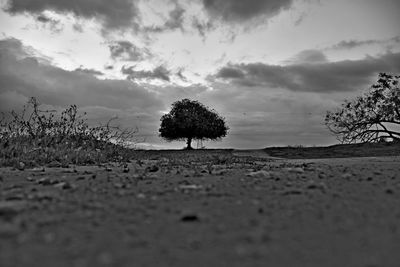 Trees on field against sky