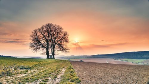 Bare tree on field against sky during sunset