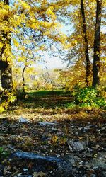 Scenic view of trees in park