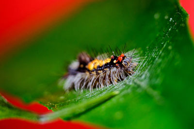 Macro shot of caterpillar on leaf