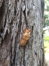 Close-up of butterfly on tree trunk