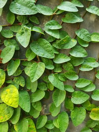 Full frame shot of leaves