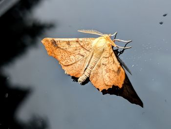 moths and butterflies