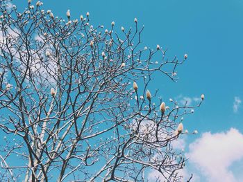 Low angle view of bare trees against blue sky