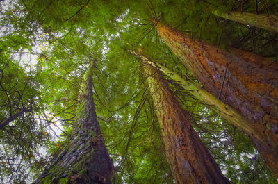 Low angle view of bamboo trees in forest