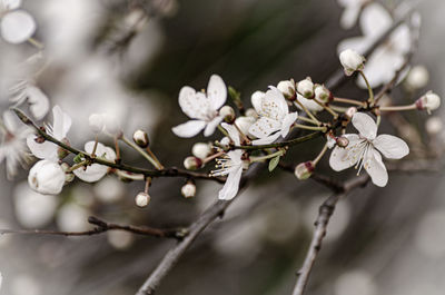 Close-up of cherry blossoms on tree