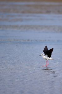 Side view of bird on beach