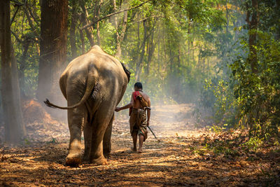 Rear view of man with elephant walking in forest