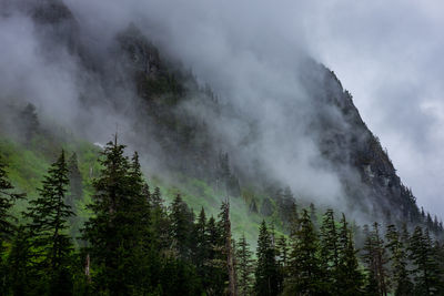 Panoramic view of pine trees against sky