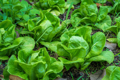 High angle view of fresh green leaf