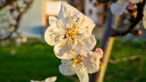 Close-up of flower blooming outdoors