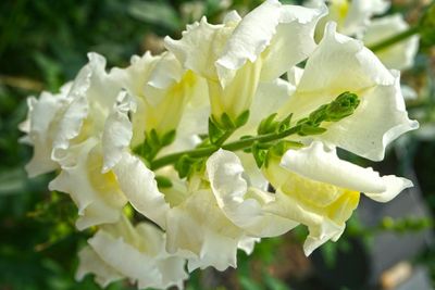 Close-up of white flowers