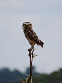 Close-up of eagle perching on branch against sky