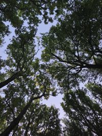 Low angle view of trees against sky