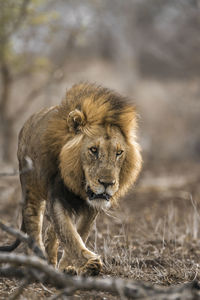 Front view of lion walking in forest