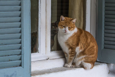 Cat sitting on window sill