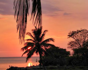 Silhouette palm tree by sea against sky during sunset