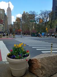 View of flowers in city