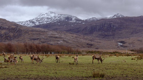 Horses grazing in a field