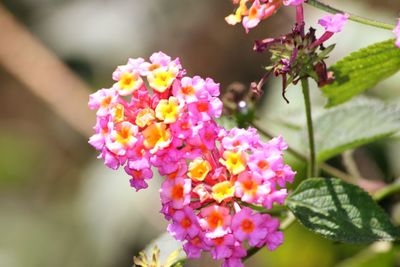 Close-up of pink flowering plant