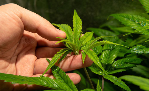 Close-up of hand holding leaves