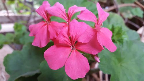 Close-up of pink flowers