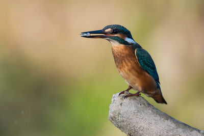 Close-up of bird perching