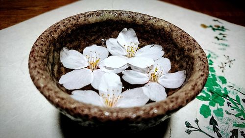 High angle view of white roses in plate on table