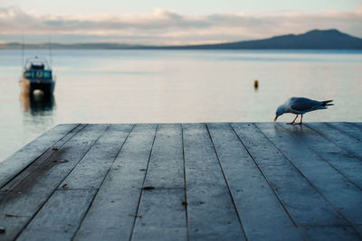 High angle view of bird on pier