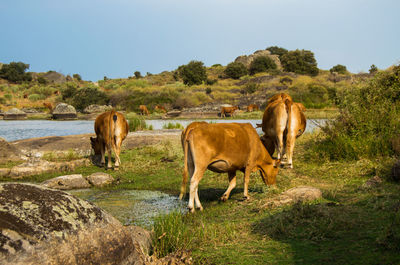 Horses in a field