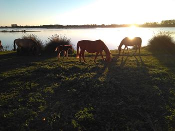 Horses grazing on field against clear sky