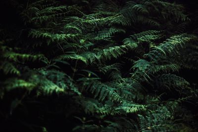 Full frame shot of trees in forest