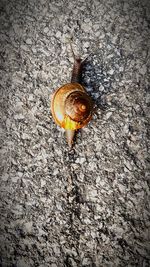 High angle view of snail on floor