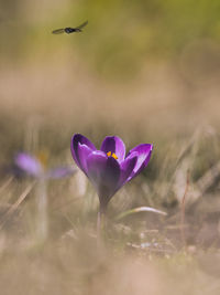 Close-up of purple crocus flower on field