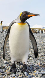 Close-up of penguin on rock at beach