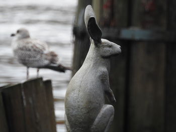 Close-up of birds perching on railing