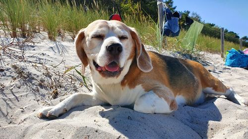 Dog resting on a field